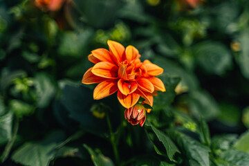 Macro Fleur orange Dahlia vue de côté