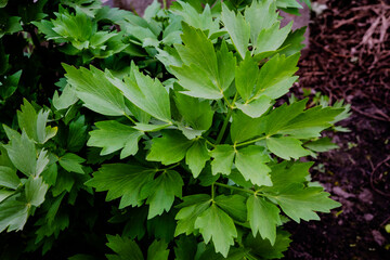 Levisticum officinale or lovage in the garden,  fresh green leaves