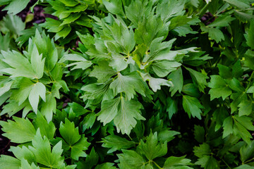 Levisticum officinale or lovage in the garden,  fresh green leaves