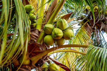 coconut on the coconut tree by the sea