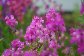 Fototapeta na wymiar flowers that bloom in spring