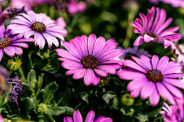 Obraz premium Macro champs fleurs rose Ostéospermum vue de côté