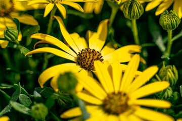 Macro champs fleurs jaune Ostéospermum vue de haut