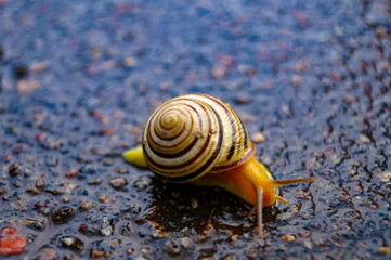 snail on the road