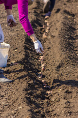 Manual planting of potato tubers in the ground. Early spring preparation for the garden season.