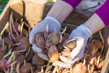 Manual planting of potato tubers in the ground. Early spring preparation for the garden season.