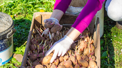 Manual planting of potato tubers in the ground. Early spring preparation for the garden season.