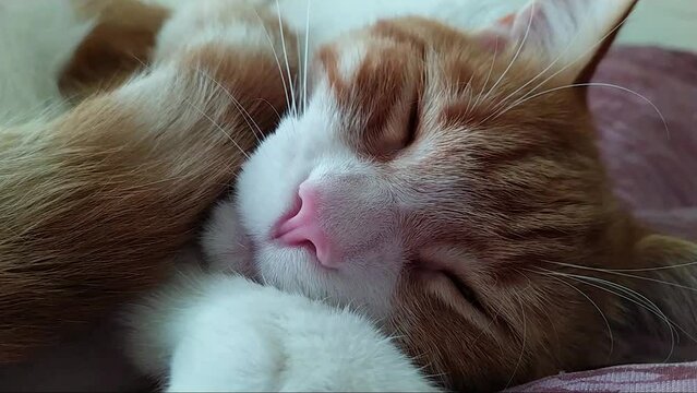 ginger cat maine coon trying to sleep on the couch