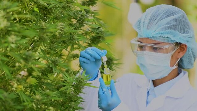 Hand portrait of a scientist discarding cannabis oil for experimentation and research examining CBD hemp in plants in a greenhouse. Concept of alternative herbal medicine, CBD oil, pharmaceutical indu