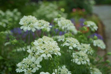 flowers that bloom in spring