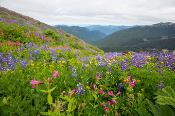Obraz premium Mountains meadow