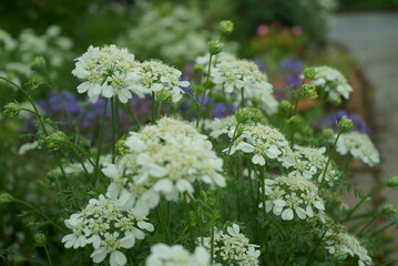 flowers that bloom in spring