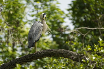 Grey Heron (Ardea cinerea), is a wading bird of the heron family Ardeidae.