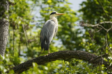 Grey Heron (Ardea cinerea), is a wading bird of the heron family Ardeidae.