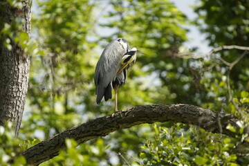 Grey Heron (Ardea cinerea), is a wading bird of the heron family Ardeidae.