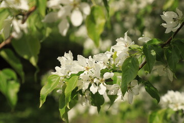 Branches of a blossoming apple tree with white flowers and bright green leaves.