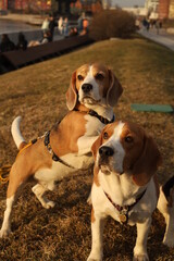 Two beagles pose in the park: one dog puts its front paws on the back of the second dog.