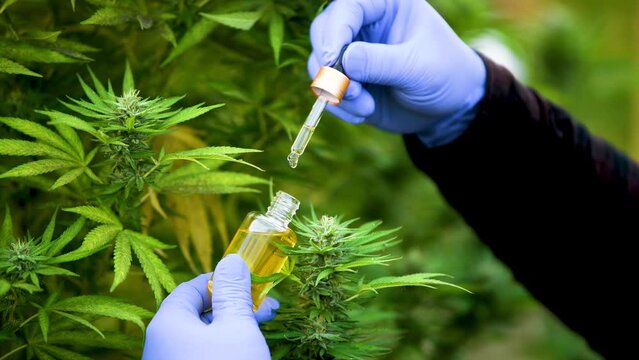 Hand portrait of a scientist discarding cannabis oil for experimentation and research examining CBD hemp in plants in a greenhouse. Concept of alternative herbal medicine, CBD oil, pharmaceutical indu