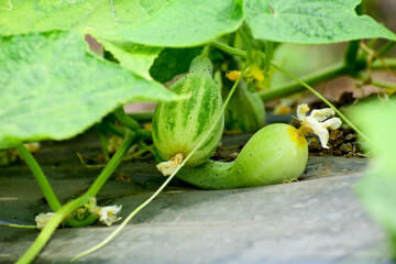 Green cucumber on garden, cucumber ripen on the garden.