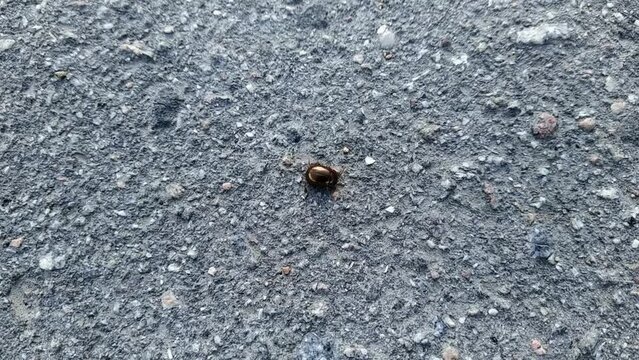 golden beetle on the asphalt close-up video