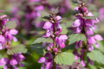 Bush with flowers of nettle, also called the purple dragon