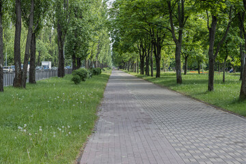 beautiful bike path in the park