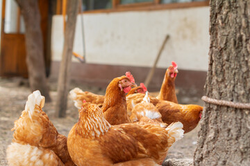 A flock of Golden Buff chickens. Selective focus. 