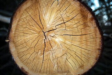 Cracks in tree. Texture is dry wood. Sawn spruce.