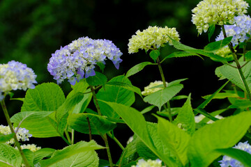 アジサイ