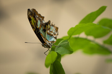 kolorowy motyl w motylarni 9