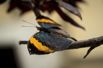 kolorowy motyl w motylarni 8 © Yarek