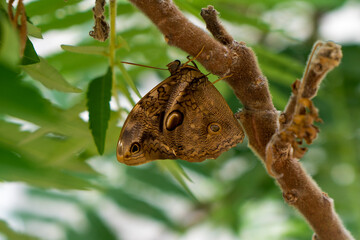 kolorowy motyl w motylarni 7 © Yarek
