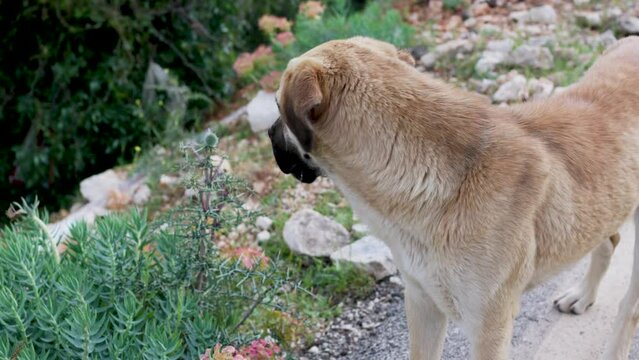 alabai, central asian shepherd dog, pet walks in the forest