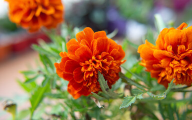 Flores, Tagetes patula, 