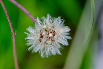 ジシバリの綿毛