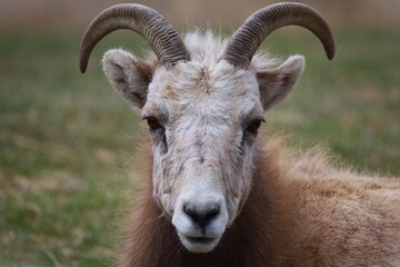 close up of a sheep