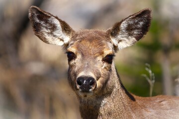 deer in the forest