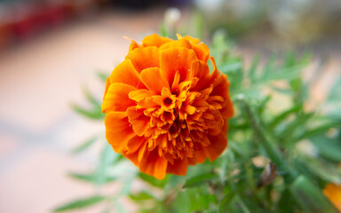 Flores, Tagetes patula, 
