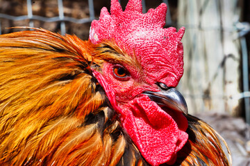 portrait of a rooster