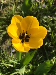 Obraz premium yellow flower in the garden