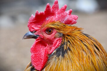 portrait of a rooster