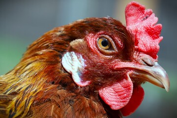 portrait of a rooster
