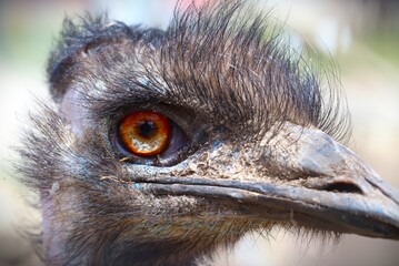 close up of a ostrich