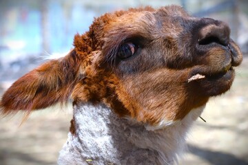portrait of a alpaca