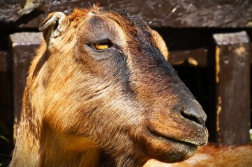 portrait of a goat