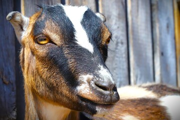 portrait of a goat