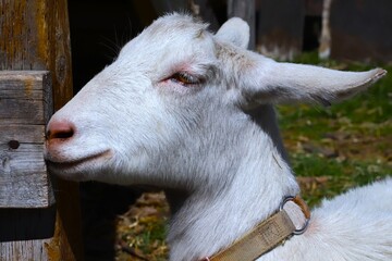 portrait of a goat