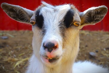 portrait of a goat