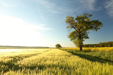 Fototapeta na wymiar A single oak tree in a grain field during sunrise