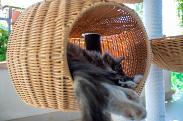 cat sleeping in a big scratching tower